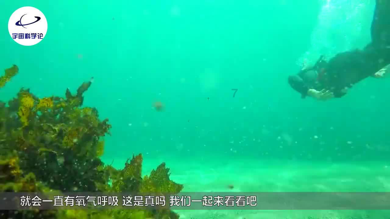 白孔雀救援